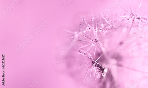 Abstract pink purple background with fluffy flower dandelion in drops of water close up poster design, botanical macro photography, achenes or seeds of dandelion natural pattern