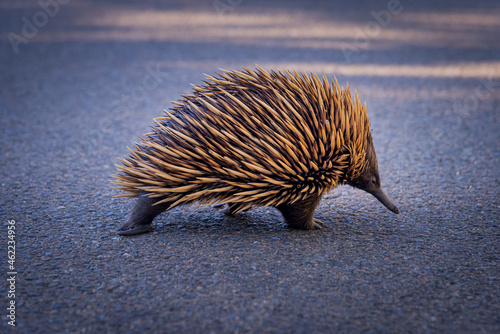 Echidna walking on the street