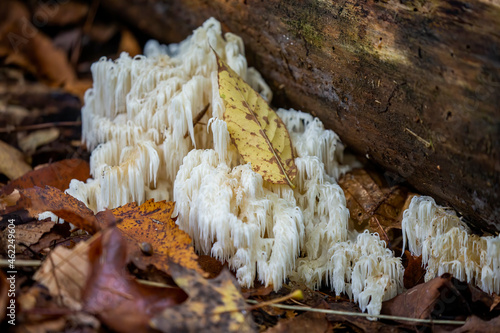 The lion mane, mushrooms in the park