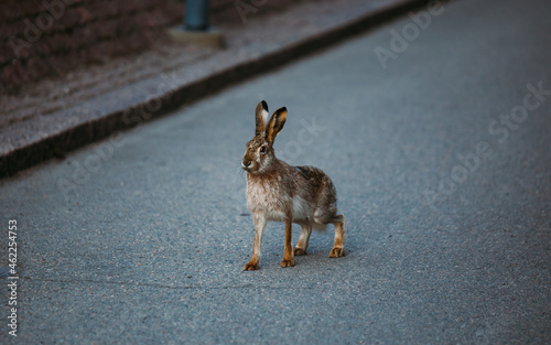 City rabbit / hare standing on the street. Lepus europaeus.