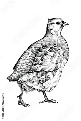 A hand-drawn image of a partridge Perdix Perdix.