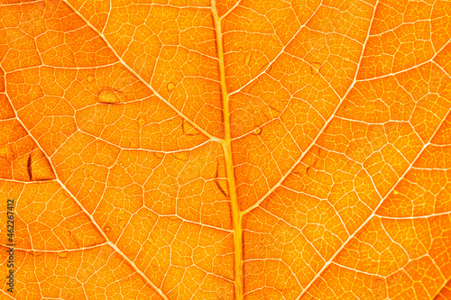 orange macro leaf,Macro image of a leaf showing the amazing details in leaves and also the amazing colors found in them also,Backgrounds, Abstract Backgrounds, Leaf, Autumn, Nature