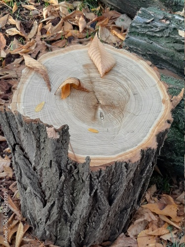 Tronco de árbol recién cortado