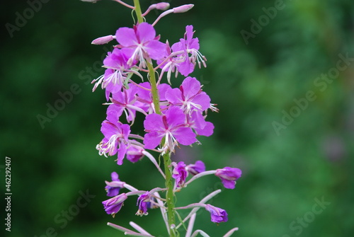Dark pink flowers of fireweed. The top of the plant is ivan tea or fireweed, on which dark pink five-leafed small flowers bloomed in the middle of white long stamens.