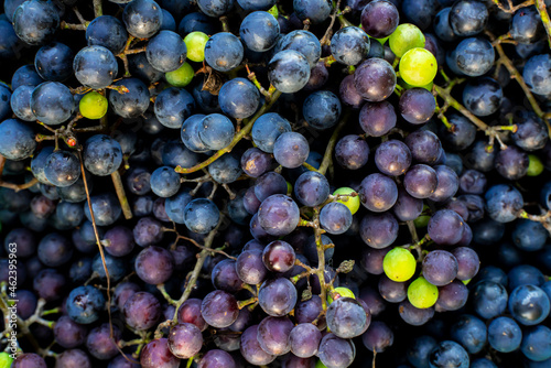 kiście winogron, dojrzałe winogrona, zbiory winogron, pojedyncze zielone winogrona na kiściach