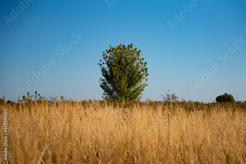 Zielone drzewo na tle suchych traw i błękitnego nieba, Drzewo na tle nieba, Samotne drzewo