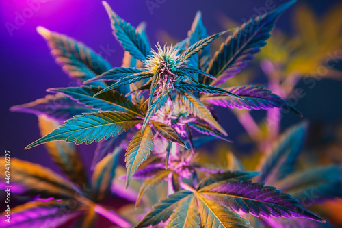 Cannabis in colorful neon purple light. Background with beautiful marijuana flower. New look on agricultural cannabis hemp strain for medical or cosmetic use.