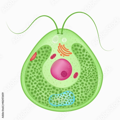 Chlamydomonas is a haploid unicellular eukaryote.