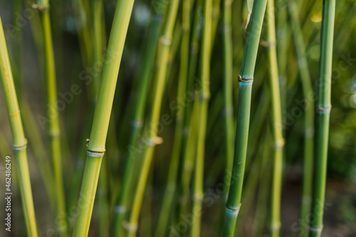 Background with green bamboo branches in home garden