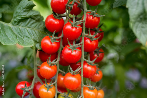 Beautiful red ripe cherry tomatoes grown in a greenhouse