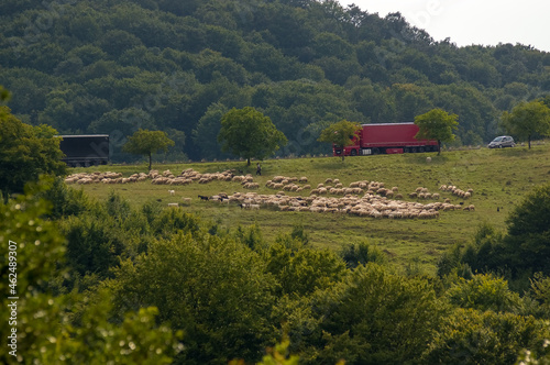 Wypas owiec wzdłuż drogi baca z psami i stadem zwierząt i jadącymi obok samochodami
