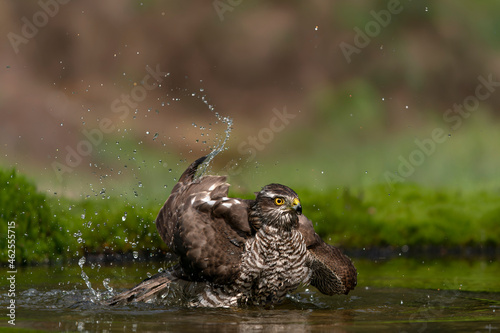  Eurasian Sparrow hawk (Accipiter nisus)takes a bath in the forest of Noord Brabant in the Netherlands. Green background 