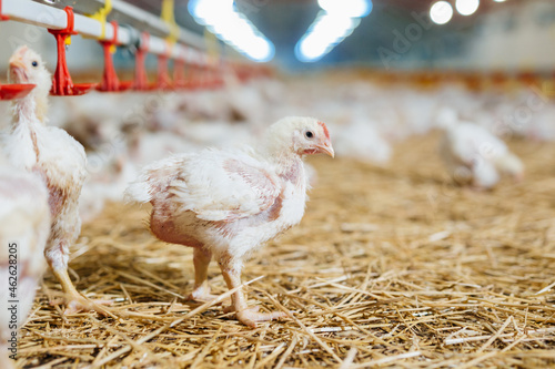 poultry feeding in chicken farm