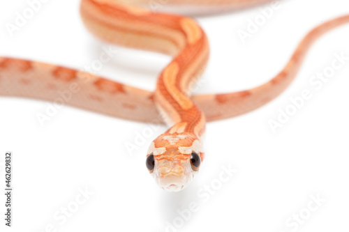 Corn snake (Pantherophis guttatus) on a white background