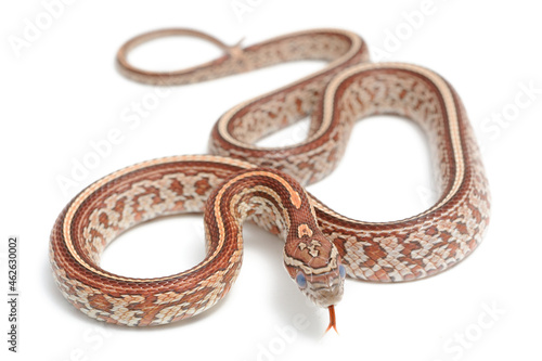 Corn snake (Pantherophis guttatus) on a white background
