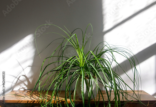 Close up of houseplant Beaucarnea recurvata, elephant's foot or ponytail palm in a pot on a shabby chic, grungy wooden shelf with shadow. Isolated on white background, text space. Modern Home decor. 