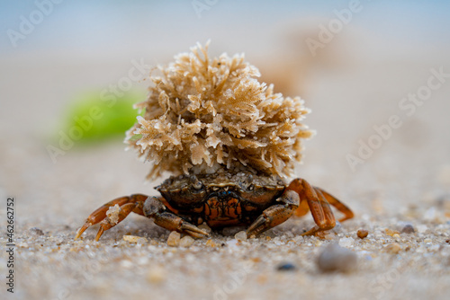 Crab with sponge on head on beach