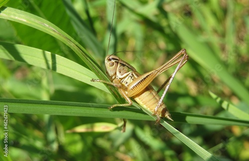 Beautiful brown grasshopper sitting on a grass in the meadow, closeup
