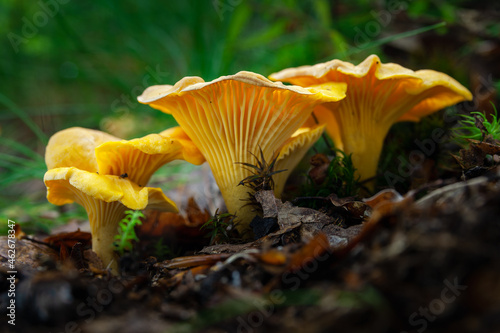 Cantharellus cibarius (commonly known as the chanterelle or golden chanterelle) growing in the forest