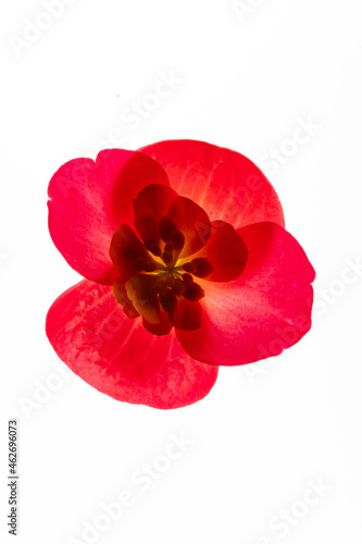 red begonia flowers on the white background