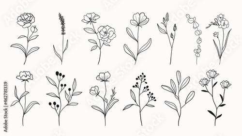 Botanical arts. Hand drawn continuous line drawing of abstract flower, floral, ginkgo, rose, tulip, bouquet of olives. Vector illustration. 