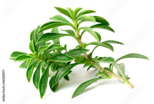 fresh Winter savory (Satureja montana) isolated on white background