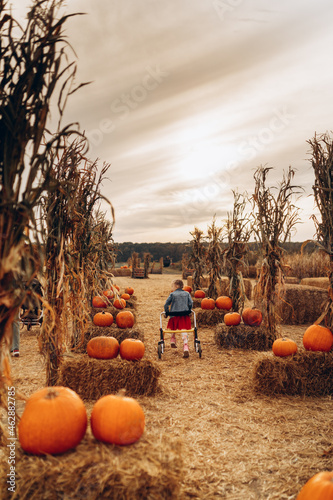 A disabled girl with a wheelchair walks on a pumpkin field, vertical photo.