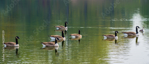 Flock of canada geese on lake, reflections on green water surface