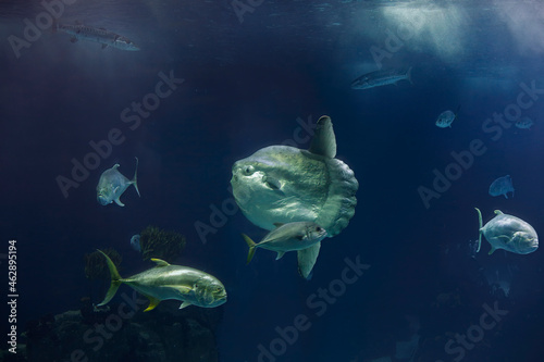 Closeuo of a big sunfish