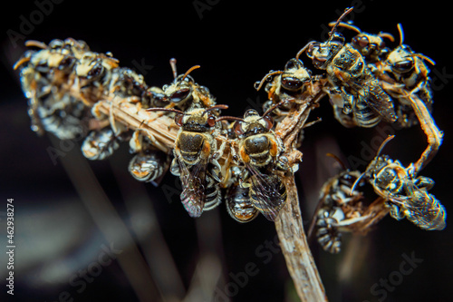 A swarm of Apis Trigona bees perch on a dry stem to rest