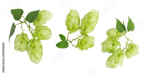 Hops isolated on a white background, top view.