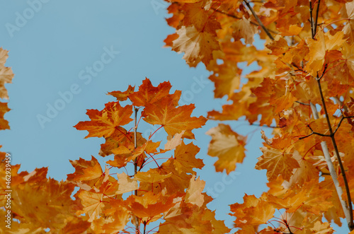 Golden reddish autumn maple leaves background on blue sky