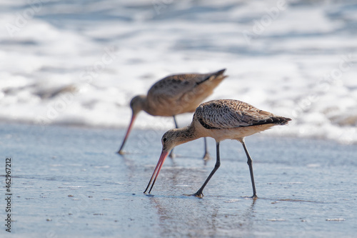 Horizontal shot of two shorebirds wandering at the sea