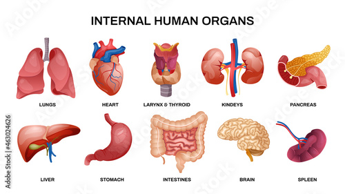 Internal Human Organs Horizontal Icon Set