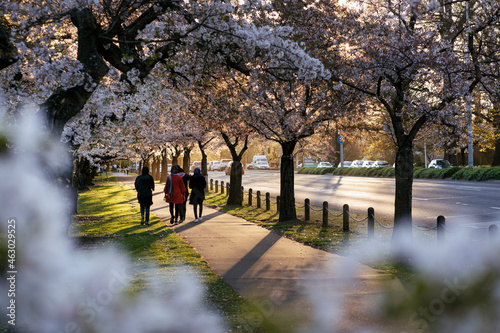 Group of women walking between cherry blossom trees. Hagley Park, Christchurch, New Zealand