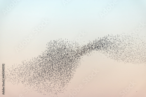 Cloud of starlings.Thousands of starlings synchronize their flight.