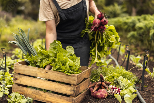 Female farmer gathering fresh vegetables on her farm