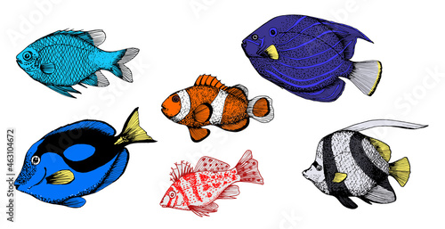 Set of coral aquarium fish. Vector illustrations of angel fish, Chrysiptera, Pantodon, Amphiprion,Cirrhitidae,Paracanthurus