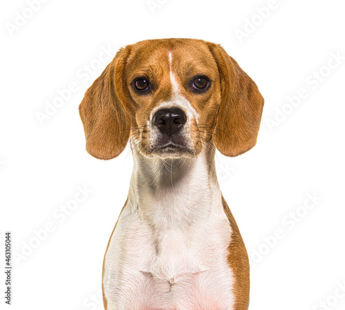 head shot of beagles dog facing at camera, isolated on white