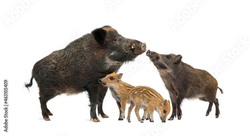Family wild boar mother and baby, standing in front, isolated on white