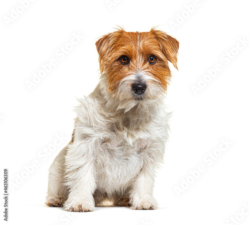 Mixed breed dog with jack russel terrier, sitting, isolated on white