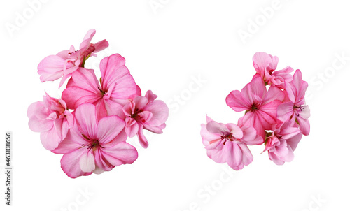 Set of pink geranium flowers isolated