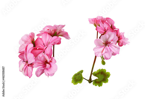 Set of pink geranium flowers and green leaves isolated