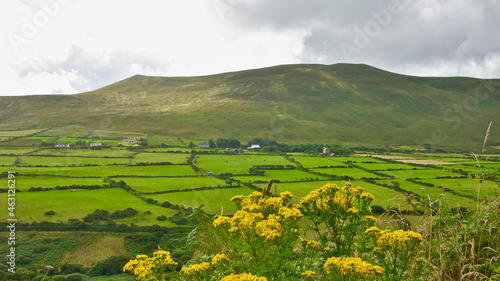 Landscape of farming fields in Dingle Peninsula, Ireland