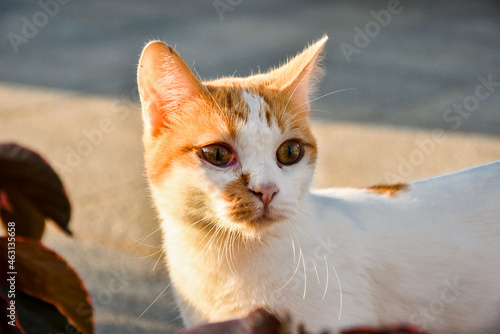 Rudy biały kot. Red white cat. Oczy kota. 