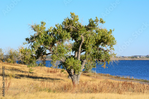 Eastern cottonwood tree or Populus deltoide on edge of lake with dry golden autumn grasses