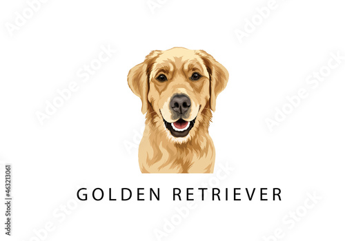 golden retriever dog POTRAIT VECTOR PREMIUM FRONT VIEW