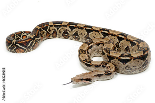 Boa constrictor imperator on a white background