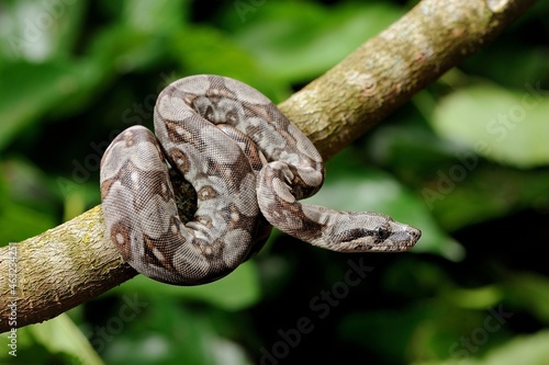 Baby peruvian long-tailed boa (Boa constrictor longicauda)