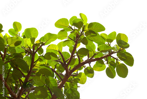 Branches with round green leaves of Ficus vasta, sycamore-fig from Africa, isolated on white background 